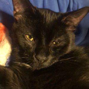 Meet your Posher, Ian